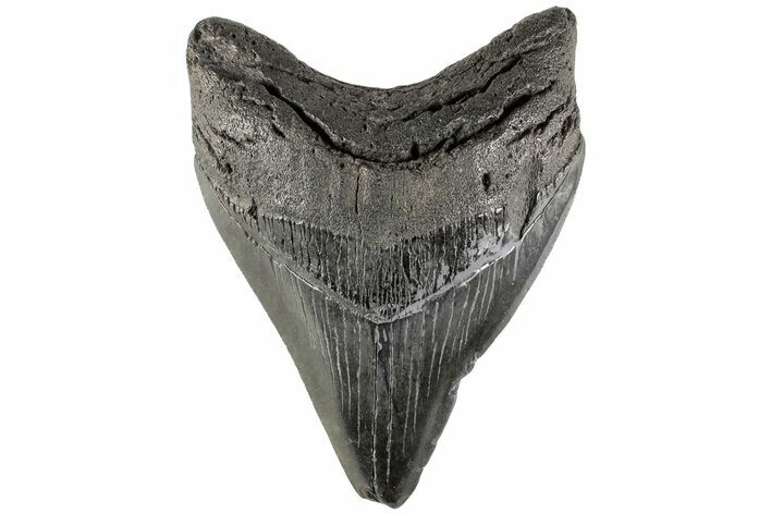 Fossil Megalodon Tooth - South Carolina #170591